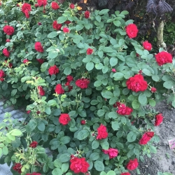 Haveservice af blomster og bed