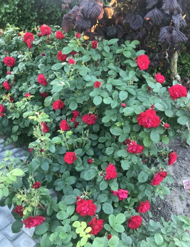 Haveservice af blomster og bed