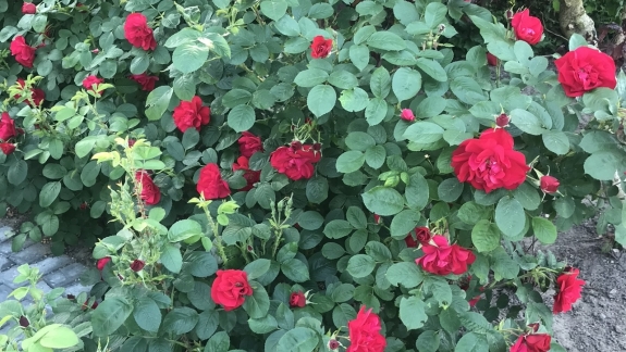 Haveservice af blomster og bed